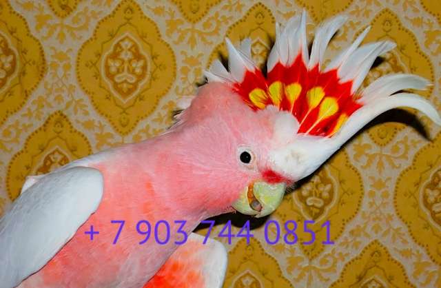 Какаду инка (Cacatua leadbeateri) - ручные птенцы из питомника Какаду инка (Cacatua leadbeateri) - ручные птенцы из питомника