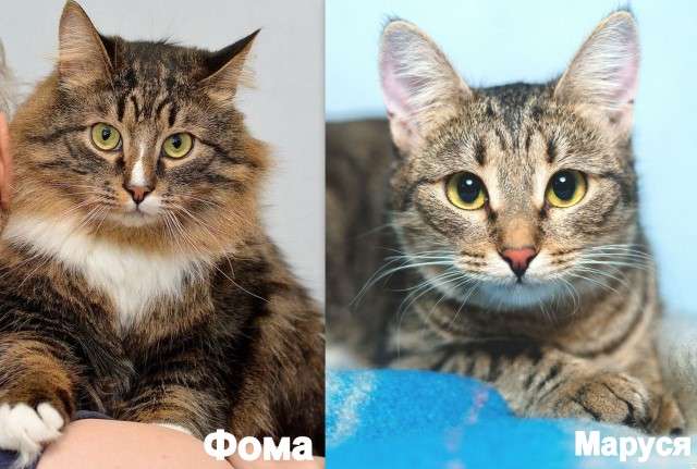 Сладкая парочка Маруся и Фома! Коты-неразлучники в поисках дома. Сладкая парочка Маруся и Фома! Коты-неразлучники в поисках дома.