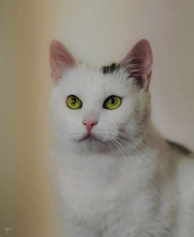 Кошечка Лёля Кошечка Лёля