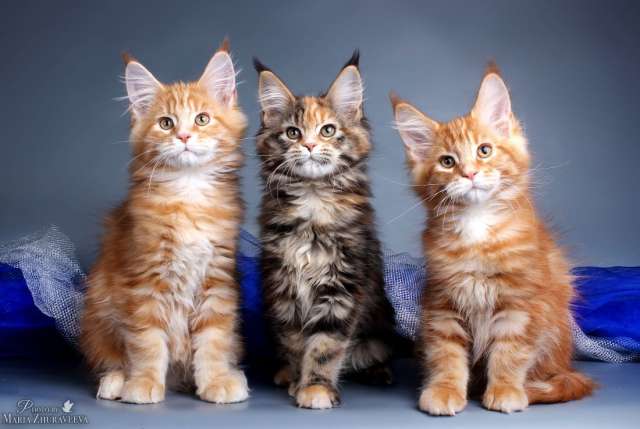 Котята мейн-кун с документами Котята мейн-кун с документами
