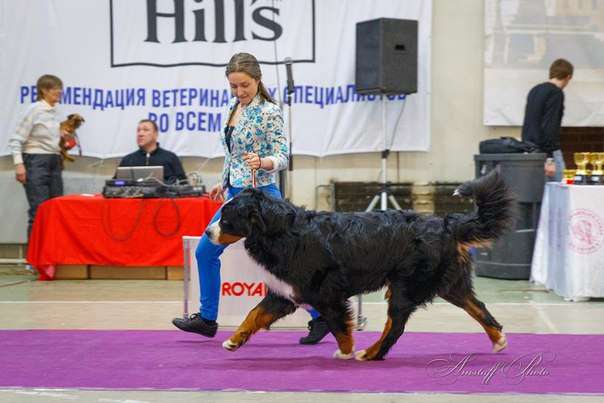 Молодой кобель бернского зенненхунда приглашает на вязку