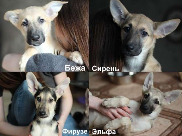 Щенки, девочки, в добрые руки, в дар. Щенки, девочки, в добрые руки, в дар.