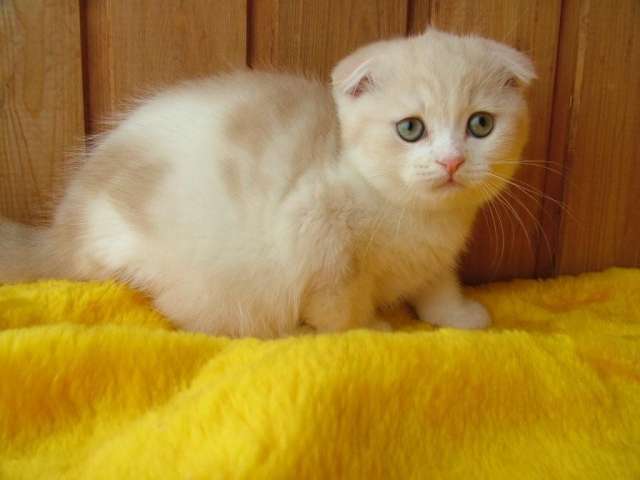 Чудесные шотландские котята из питомника Чудесные шотландские котята из питомника