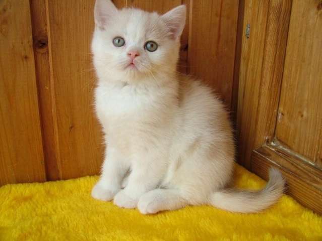 Шотландские котята безупречных породных качеств Шотландские котята безупречных породных качеств