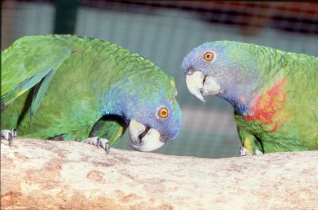 Краснозобый амазон (Amazona arausiaca) ручные птенцы из питомника Краснозобый амазон (Amazona arausiaca) ручные птенцы из питомника
