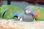  Краснозобый амазон (Amazona arausiaca) ручные птенцы из питомника