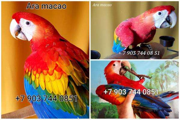 Красный ара (Ara macao) - абсолютно ручные птенцы из питомника Красный ара (Ara macao) - абсолютно ручные птенцы из питомника