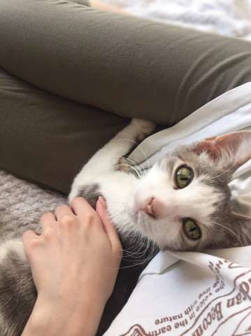 Котик Котик