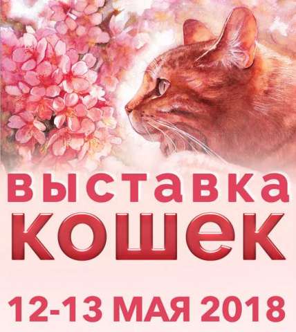 Британские котят из лучшего питомника Британские котят из лучшего питомника