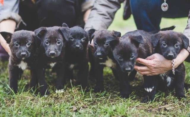 Юные герои в поисках дома! Щенки, 1,5 мес, в дар. Юные герои в поисках дома! Щенки, 1,5 мес, в дар.
