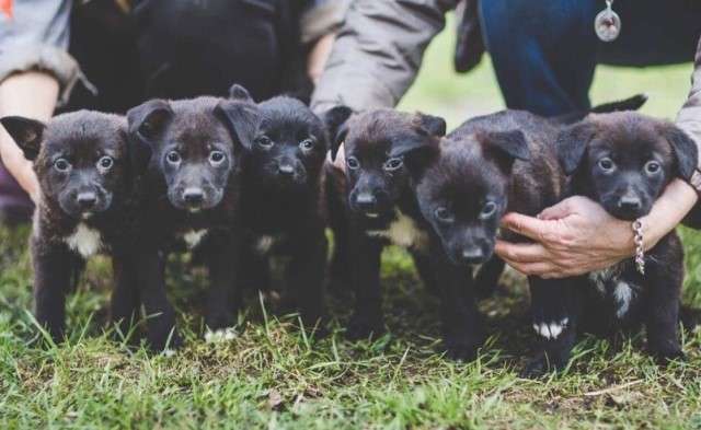 Юные герои в поисках дома! Щенки, 1,5 мес, в дар.