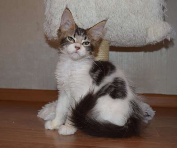 Котята мейн кун с документами Котята мейн кун с документами