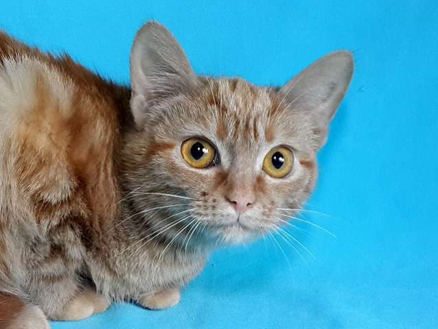 Отдам Рыжего котенка, девочку Отдам Рыжего котенка, девочку