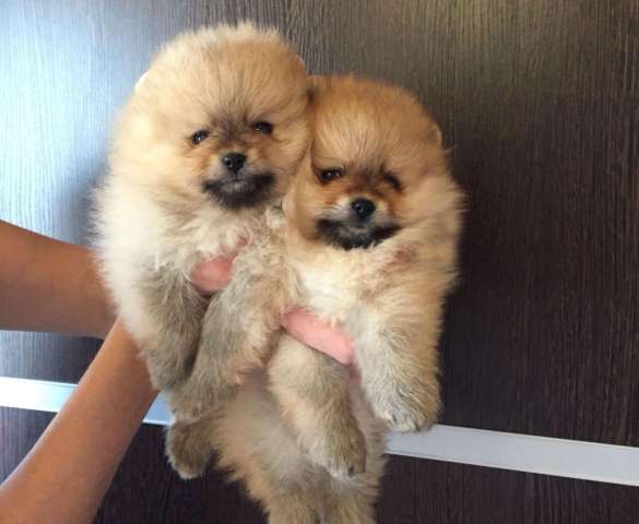 Померанский шпиц Померанский шпиц