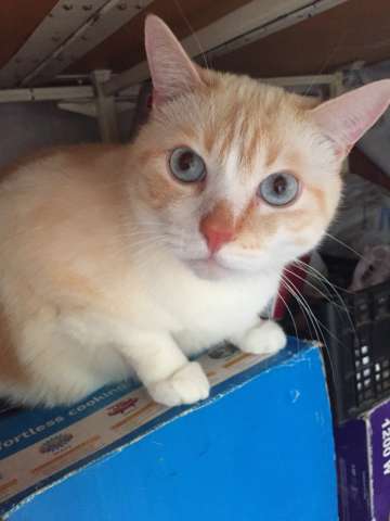 Котик в дар Котик в дар