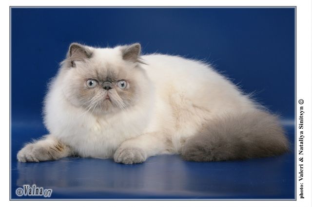 Приглашаем на вязку кошек Приглашаем на вязку кошек