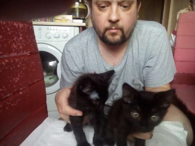 Симпатичные котята Симпатичные котята