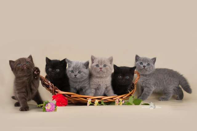 Продажа котят Продажа котят