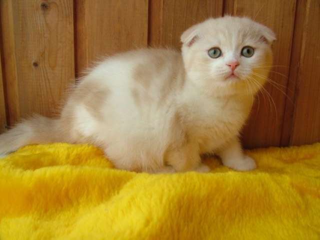 Благородные шотландские котята из питомника Благородные шотландские котята из питомника