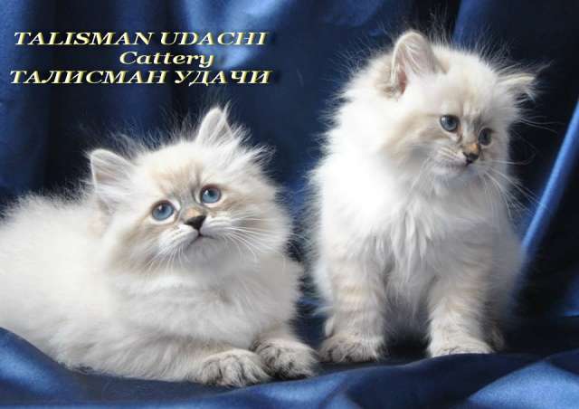 Невские Маскарадные котята из питомника Невские Маскарадные котята из питомника