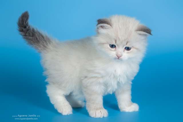 Невские Маскарадные котята Невские Маскарадные котята