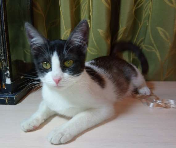 красивого котенка в дар красивого котенка в дар