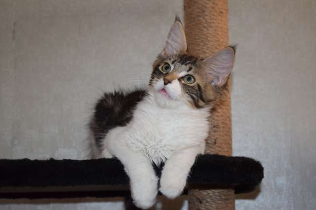 Котята мейн кун. Кошечка Анита Котята мейн кун. Кошечка Анита