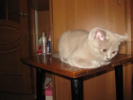 клубные британские котята клубные британские котята