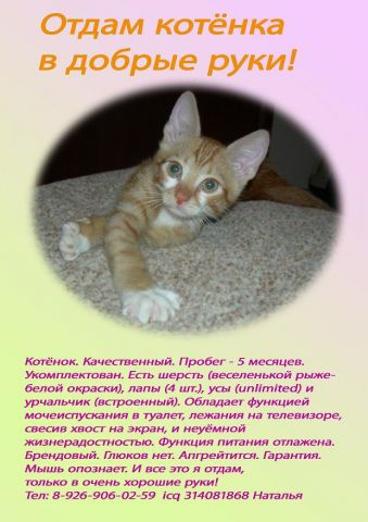 Отдам котенка в добрые руки. Отдам котенка в добрые руки.