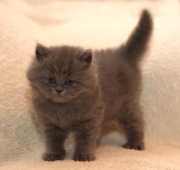 британские котята британские котята