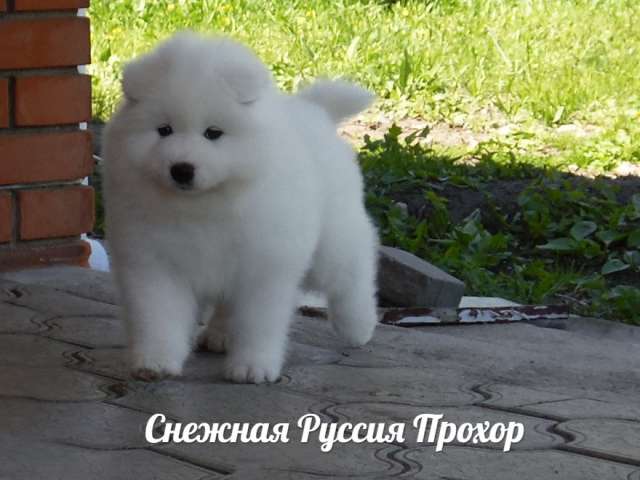 Самоед щенки Медвежий тип Самоед щенки Медвежий тип