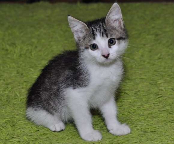 Крошка Сонечка в поисках дома! Котенок в дар. Крошка Сонечка в поисках дома! Котенок в дар.