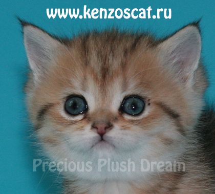 БРИТАНСКИЙ КОТЕНОК ЛУЧШИЙ ПОДАРОК ЖЕНЩИНЕ НА 8 МАРТА! БРИТАНСКИЙ КОТЕНОК ЛУЧШИЙ ПОДАРОК ЖЕНЩИНЕ НА 8 МАРТА!