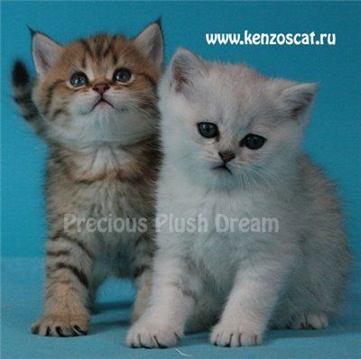 БРИТАНСКИЕ КОТЯТА ОКРАСА СЕРЕБРИСТАЯ И ЗОЛОТАЯ ШИНШИЛЛА БРИТАНСКИЕ КОТЯТА ОКРАСА СЕРЕБРИСТАЯ И ЗОЛОТАЯ ШИНШИЛЛА