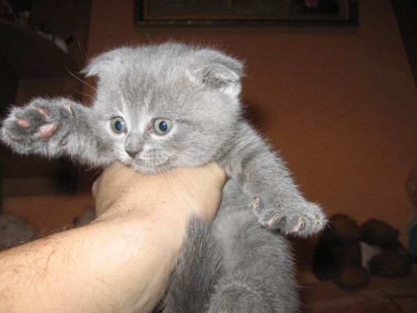отличные британские котята отличные британские котята