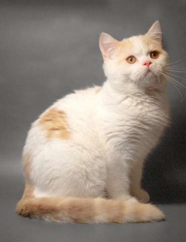 Отличные шотландские котята из питомника Отличные шотландские котята из питомника