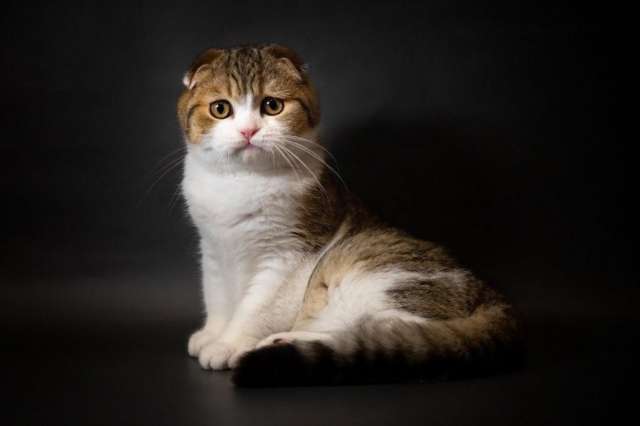 Столичные отличные шотландские котята Столичные отличные шотландские котята
