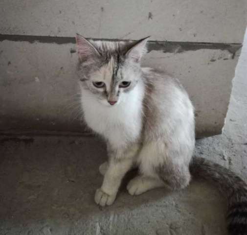 Очаровательной кошечке срочно нужен дом! Очаровательной кошечке срочно нужен дом!