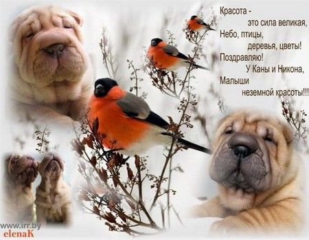 Шар-пей щенки, питомник шар-пеев Биро Стар Шар-пей щенки, питомник шар-пеев Биро Стар