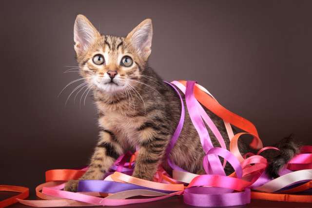 Полосатая девочка котенок Пыжка - 2,5 мес. Полосатая девочка котенок Пыжка - 2,5 мес.