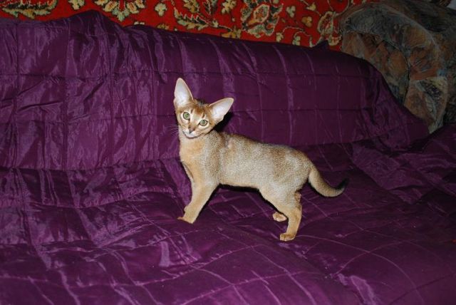Продается абиссинская кошечка. Продается абиссинская кошечка.