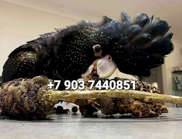 Траурный какаду Бэнкса, или краснохвостый траурный какаду (Calyptorhynchus banksii) ручные птенцы Траурный какаду Бэнкса, или краснохвостый траурный какаду (Calyptorhynchus banksii) ручные птенцы