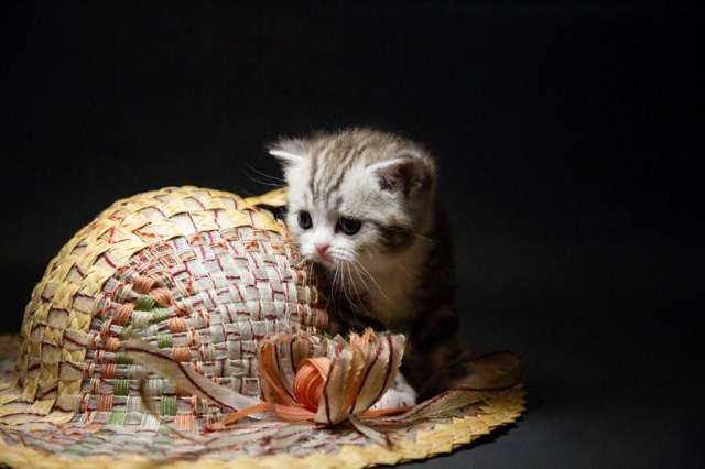 Королевские шотландские котята Королевские шотландские котята