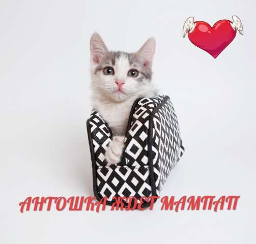 АНТОШКА!!! котенок АНТОШКА!!! котенок