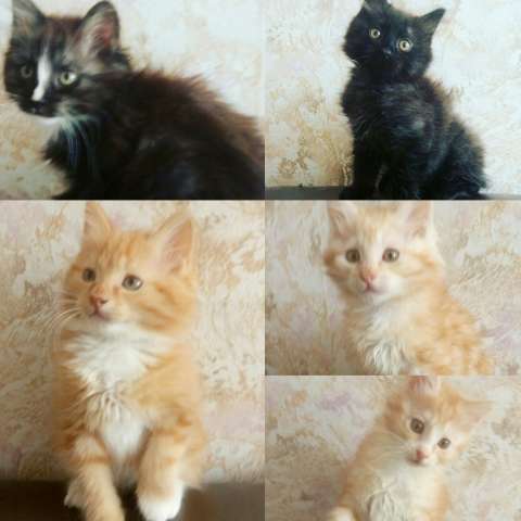 Котята Курильский бобтейл Котята Курильский бобтейл