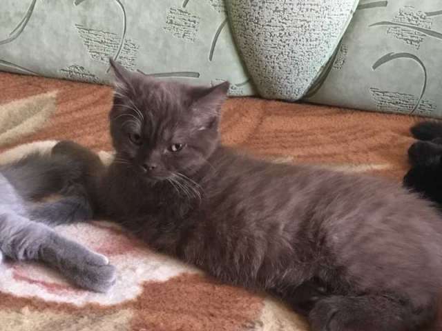Британские котята Британские котята