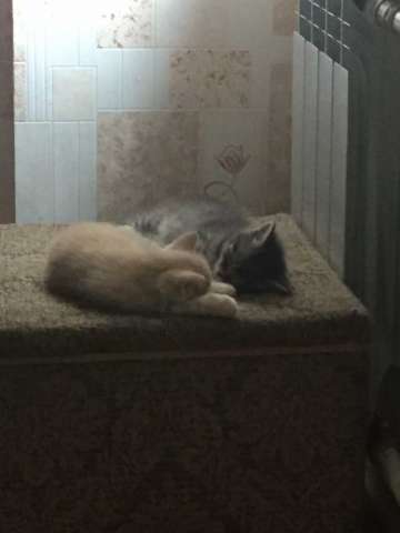 Отдам котят в хорошие руки Отдам котят в хорошие руки