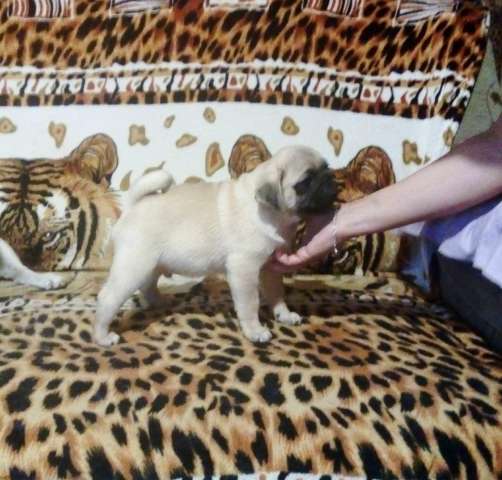 Продаются палевые щенки мопса Продаются палевые щенки мопса