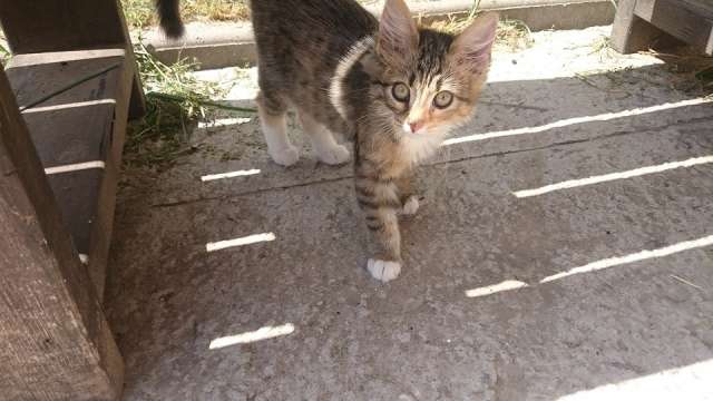 Кошечка в дар Кошечка в дар