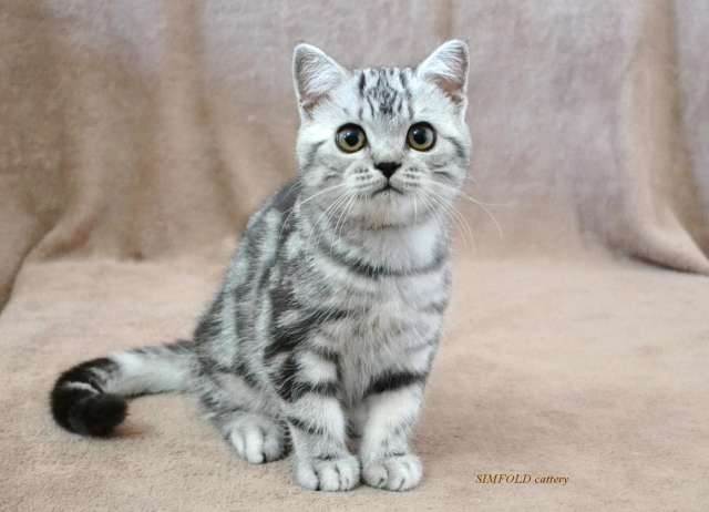 Британская кошка Британская кошка